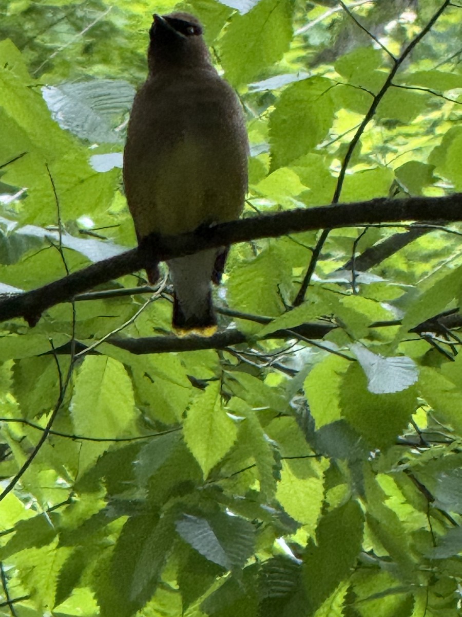 Cedar Waxwing - ML636410716
