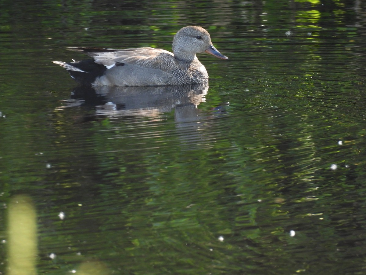 snadderand - ML636410731