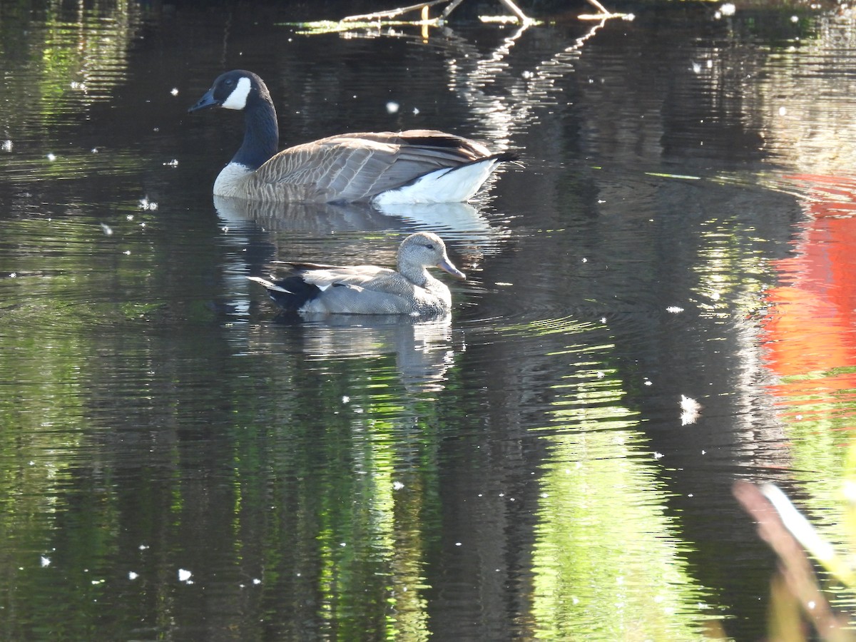 snadderand - ML636410732