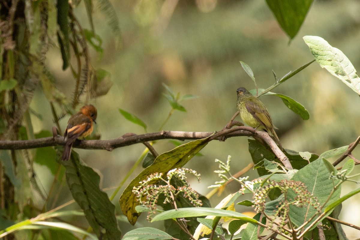 Streak-necked Flycatcher - ML636410735