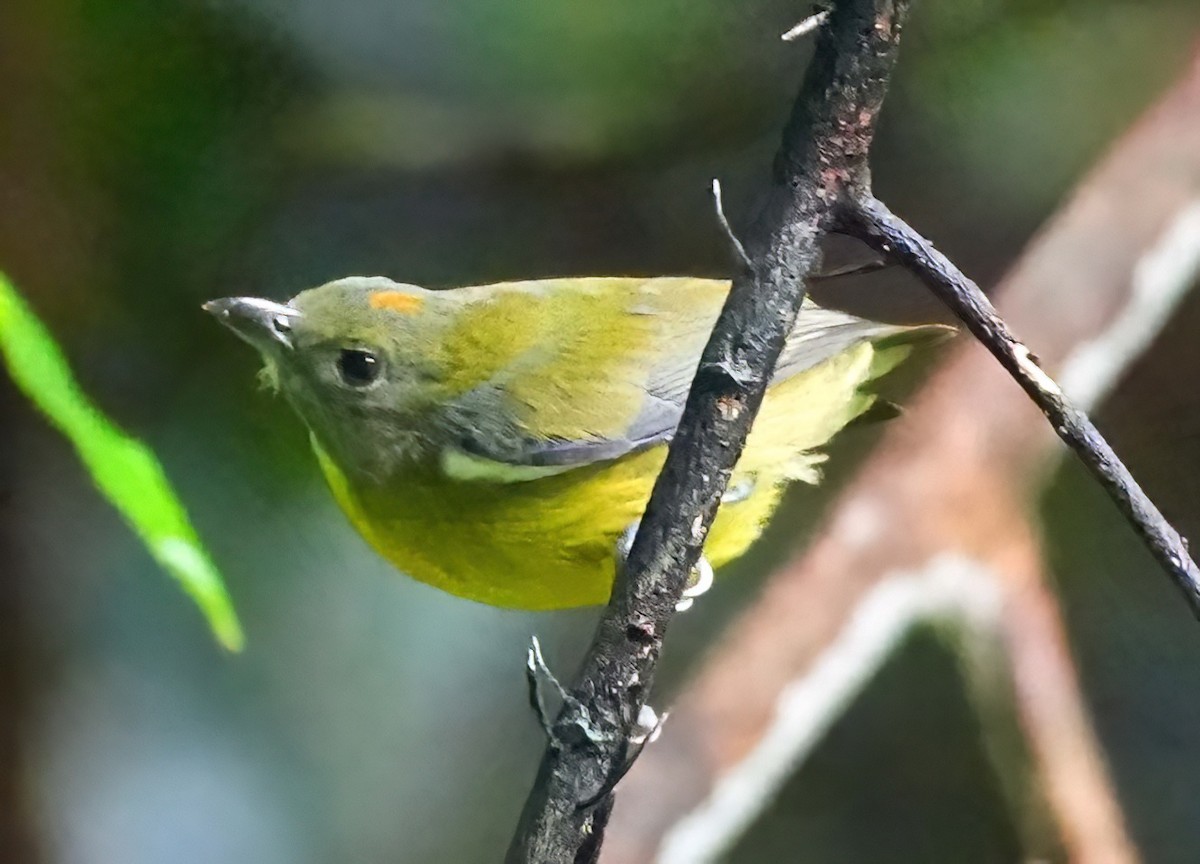 Yellow-breasted Flowerpecker - ML636410741