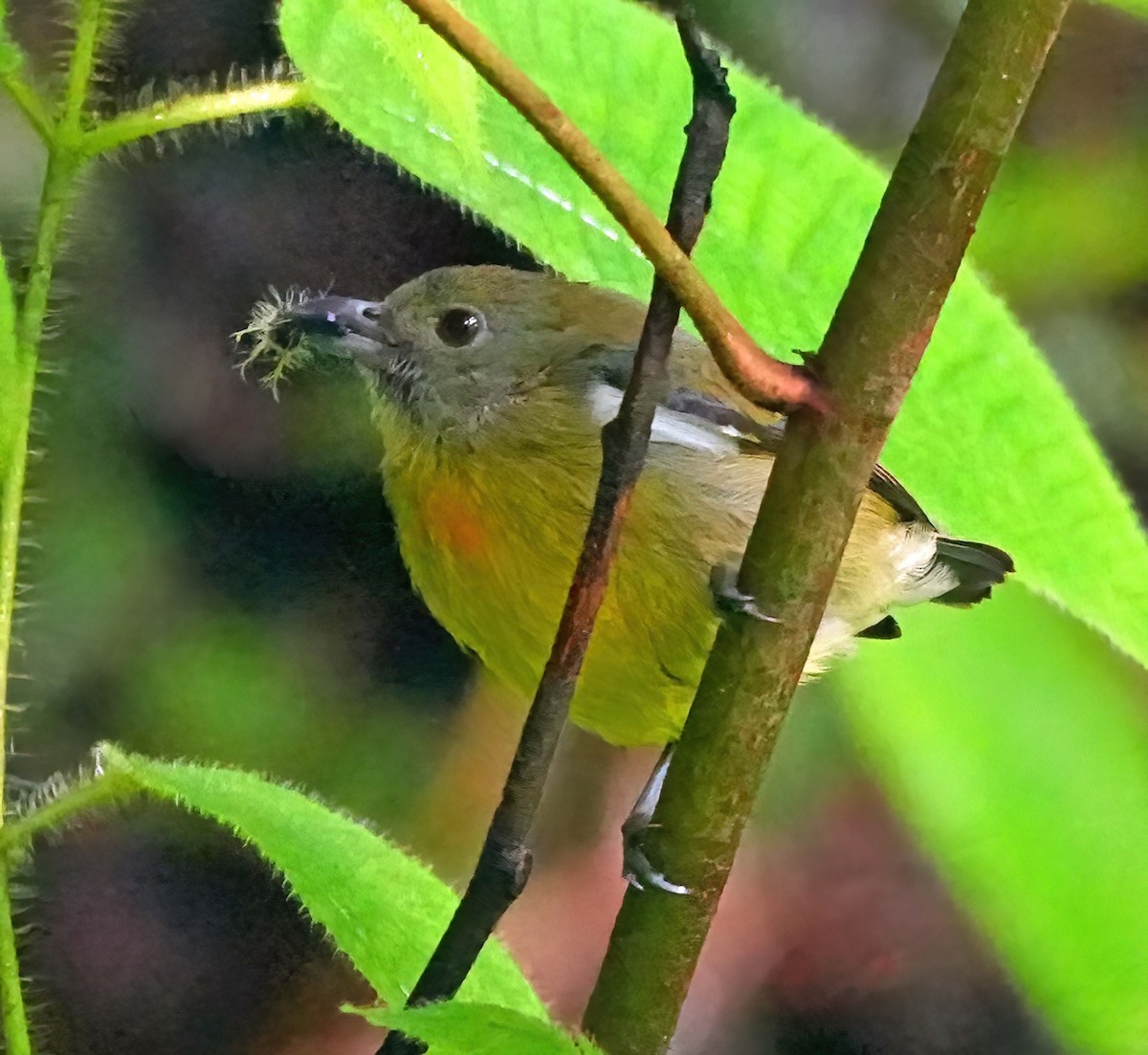 Yellow-breasted Flowerpecker - ML636410757