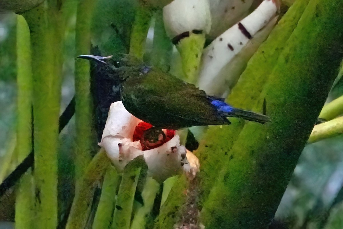 Purple-naped Spiderhunter - ML636410790