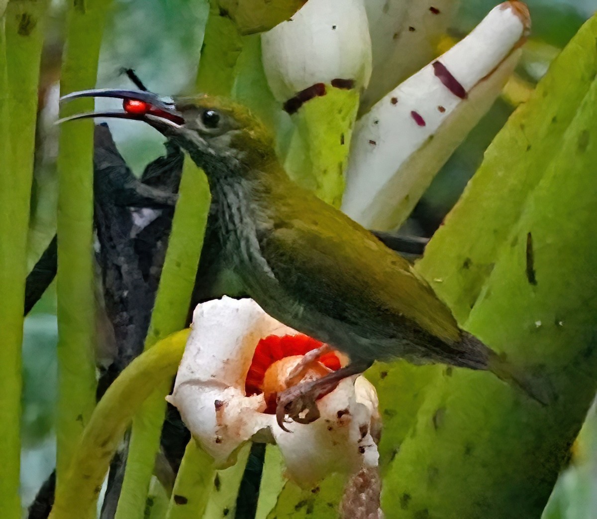 Bornean Spiderhunter - ML636410808