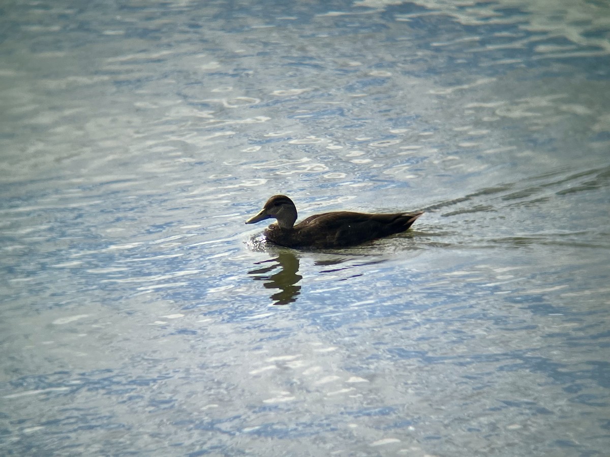 American Black Duck - ML636410823