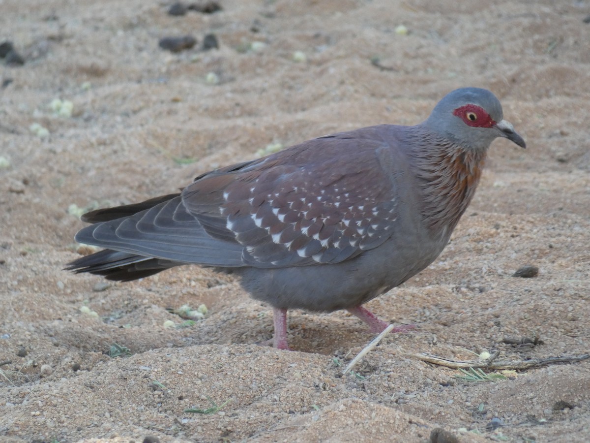 Speckled Pigeon - ML636410828