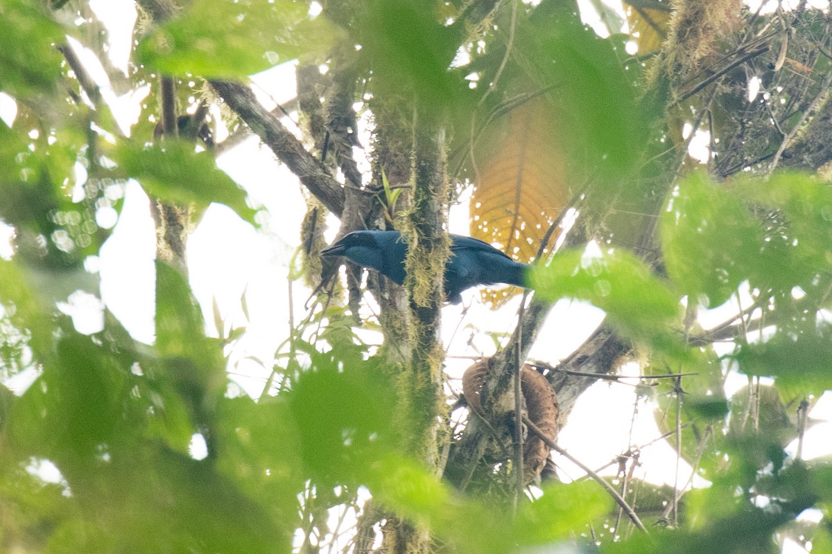 Turquoise Jay - ML636410839