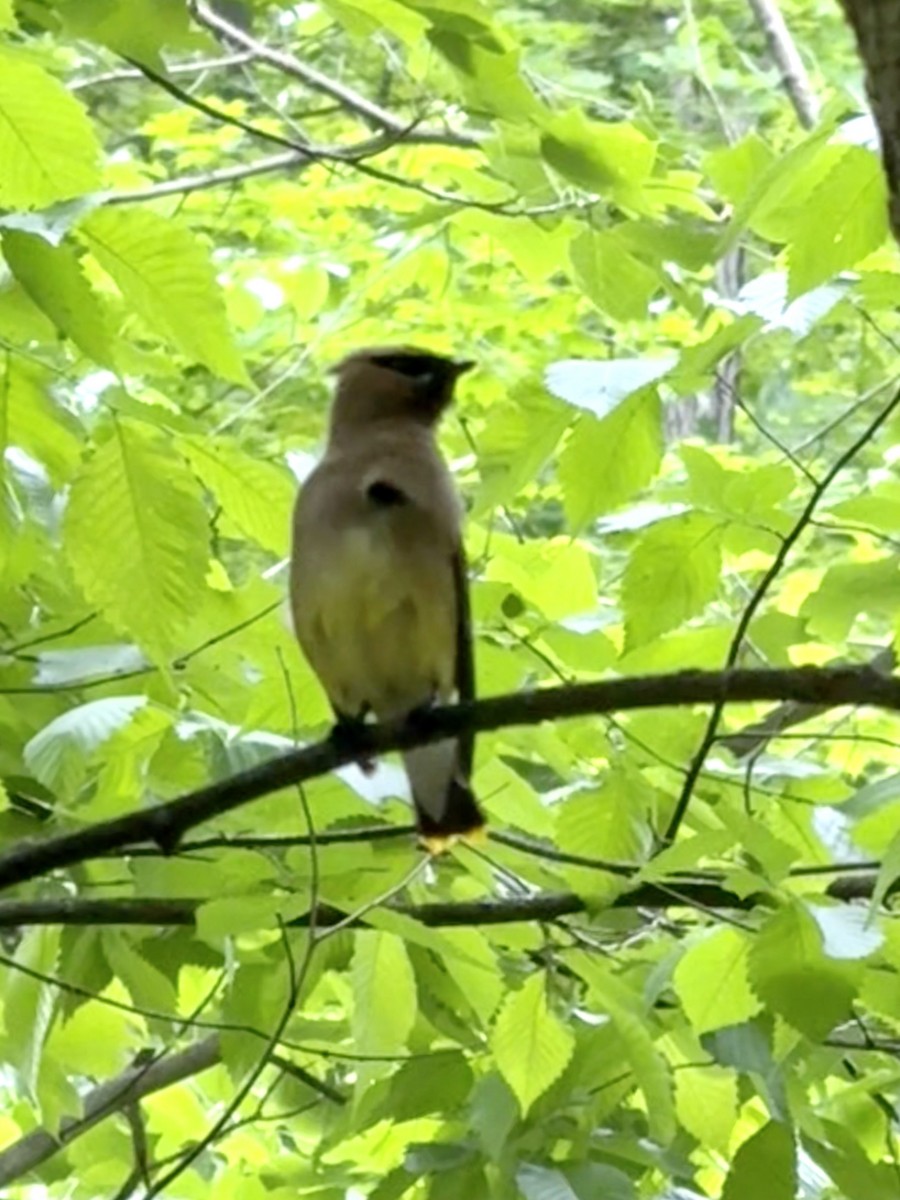 Cedar Waxwing - ML636410842