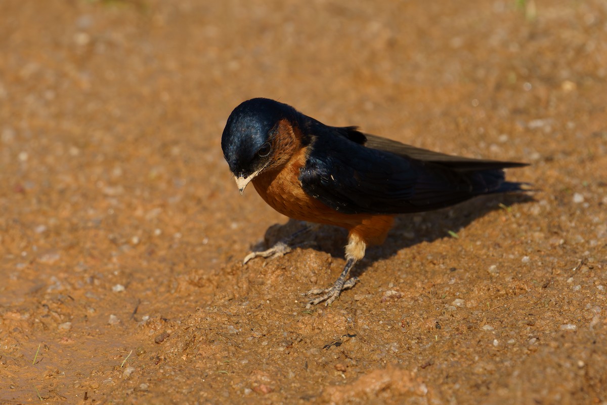 Sri Lanka Swallow - ML636410885