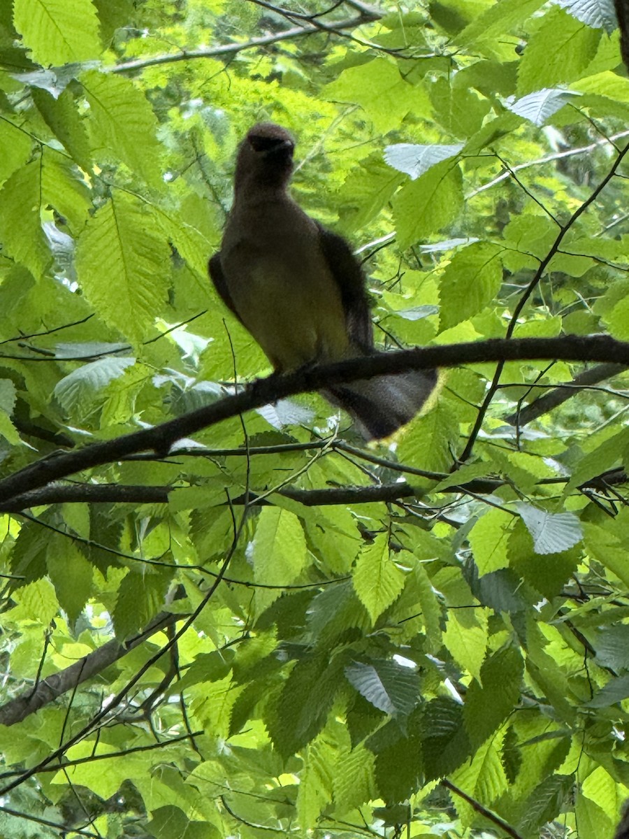 Cedar Waxwing - ML636410889