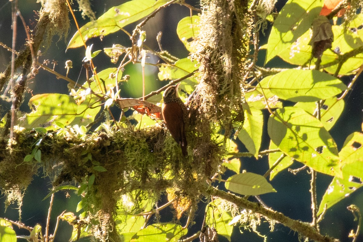 Pearled Treerunner - ML636410890