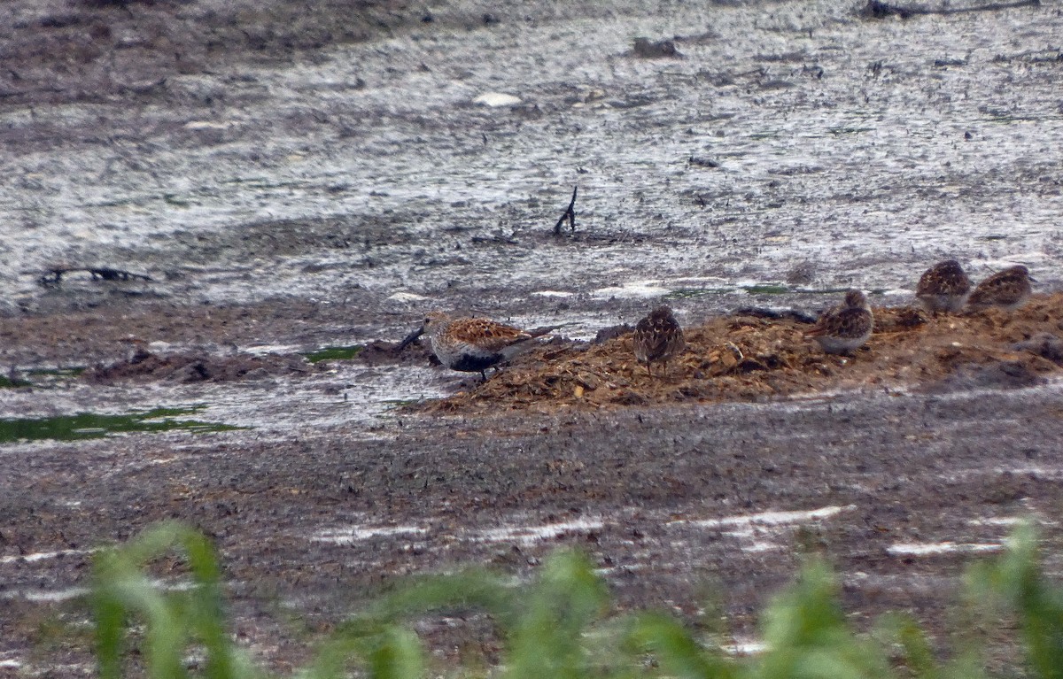 Dunlin - ML636410899