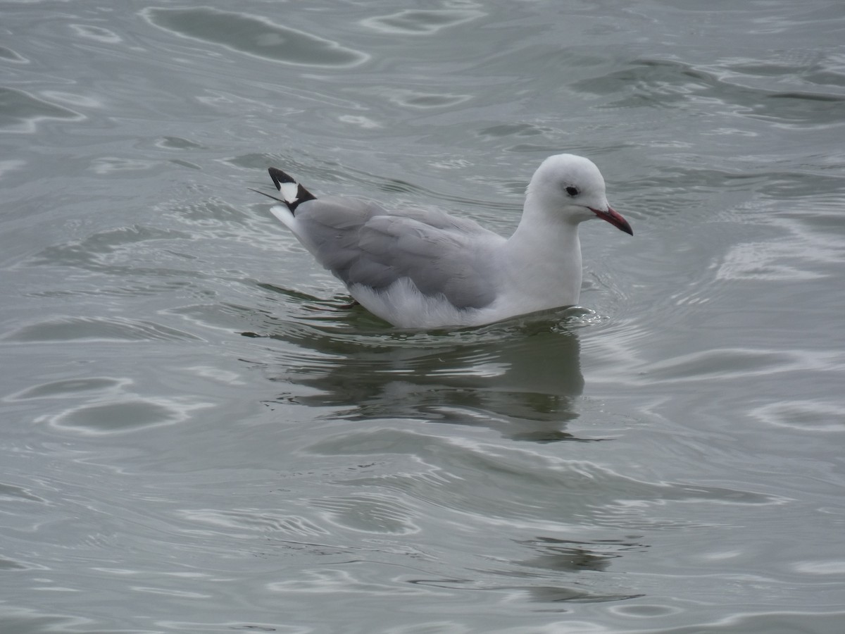 Hartlaub's Gull - ML636410953