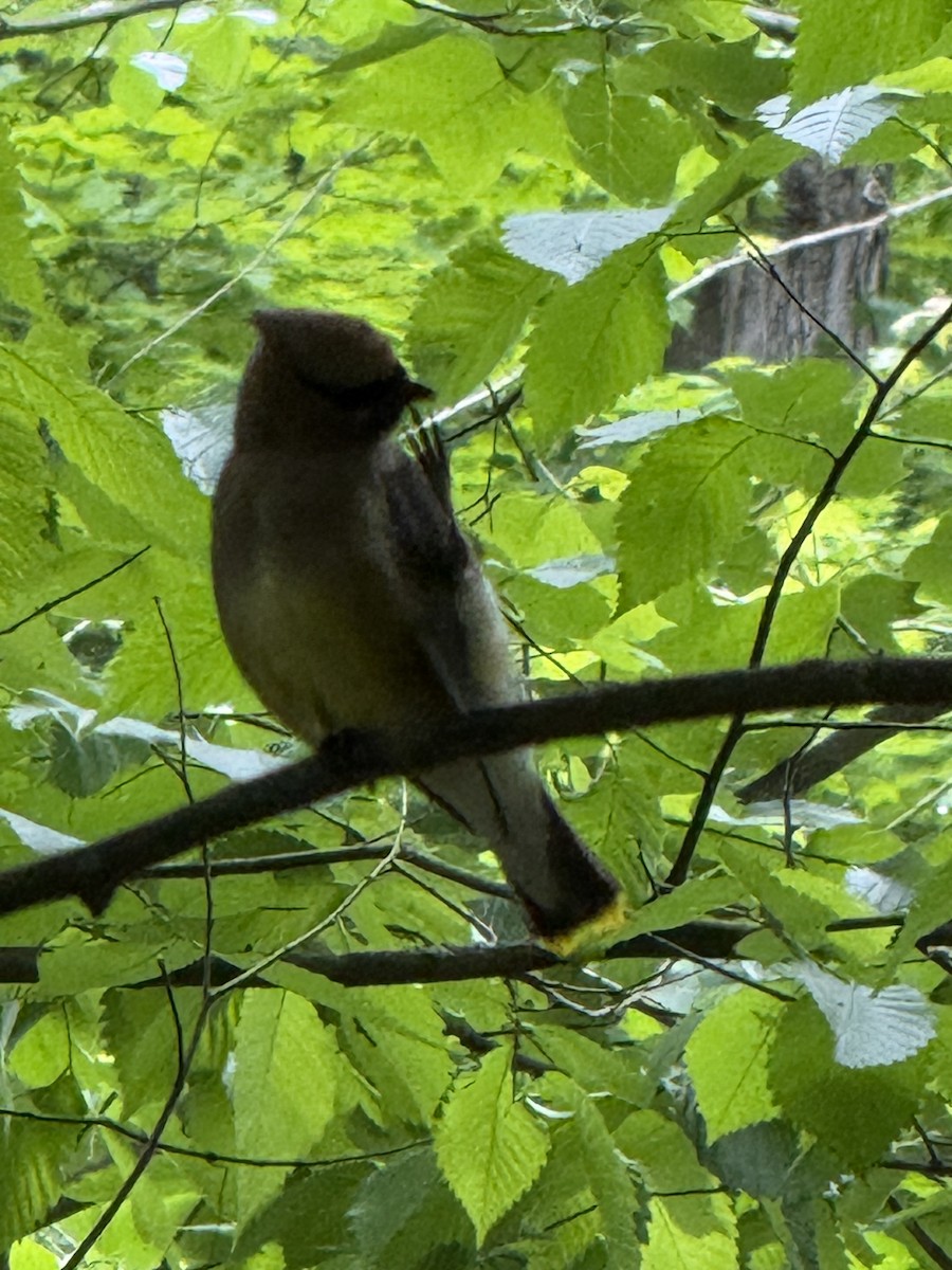 Cedar Waxwing - ML636410959