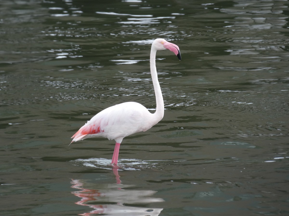 Greater Flamingo - ML636410967