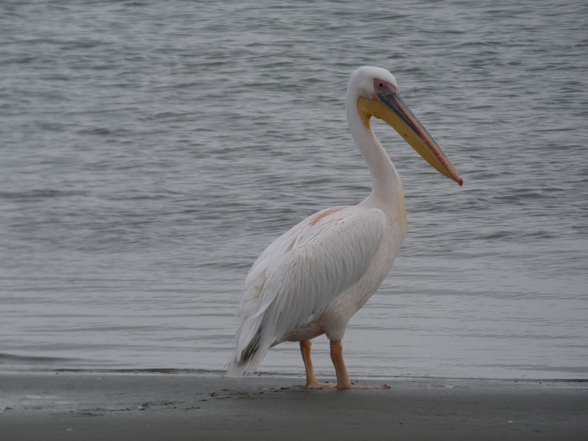 Great White Pelican - ML636410984