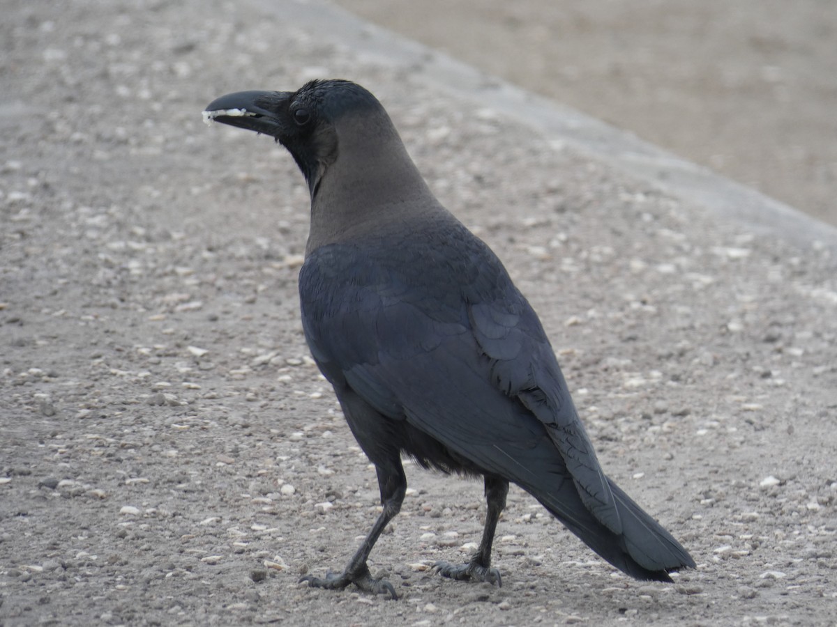 House Crow - ML636411001