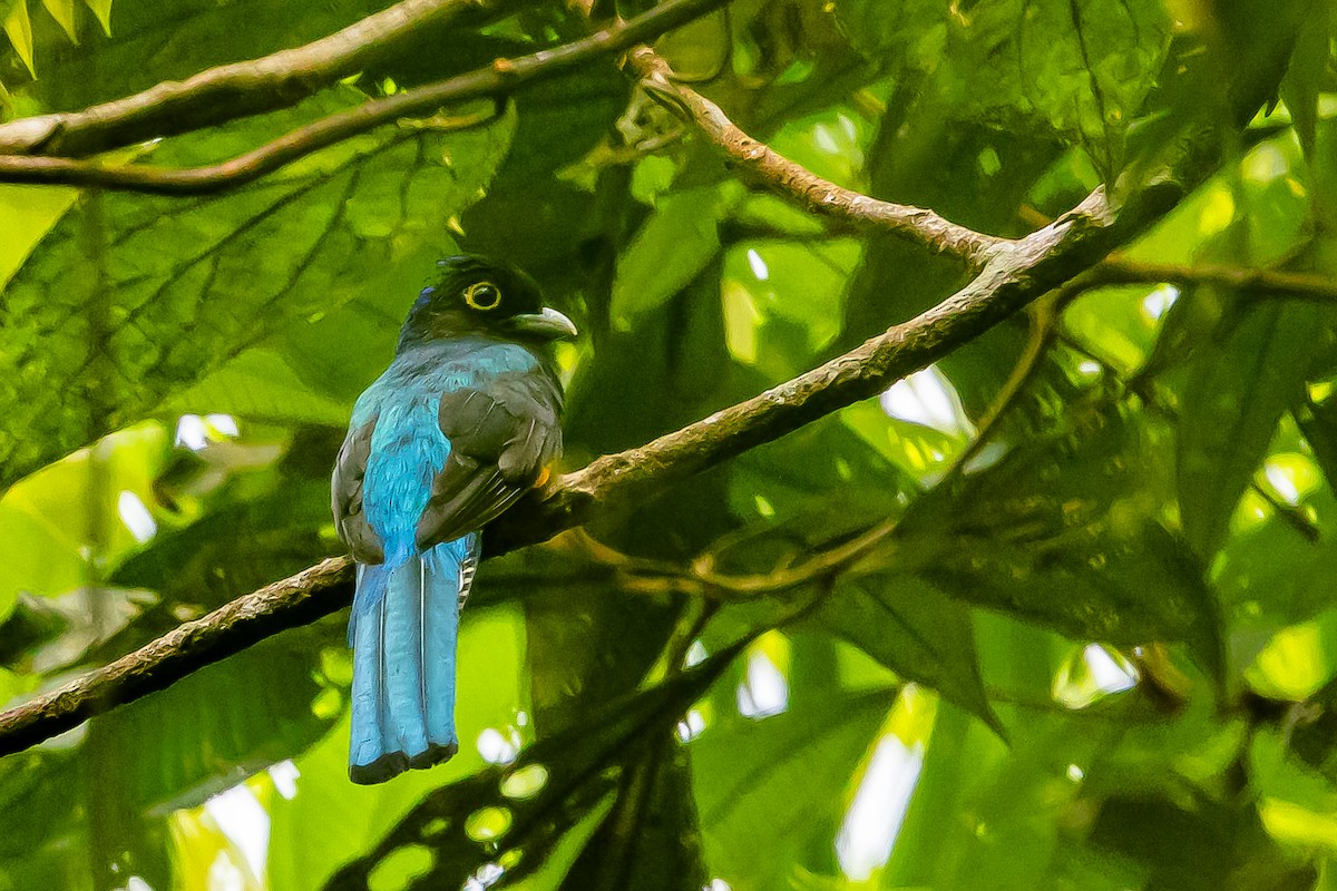 Amazonian Trogon - ML636411003