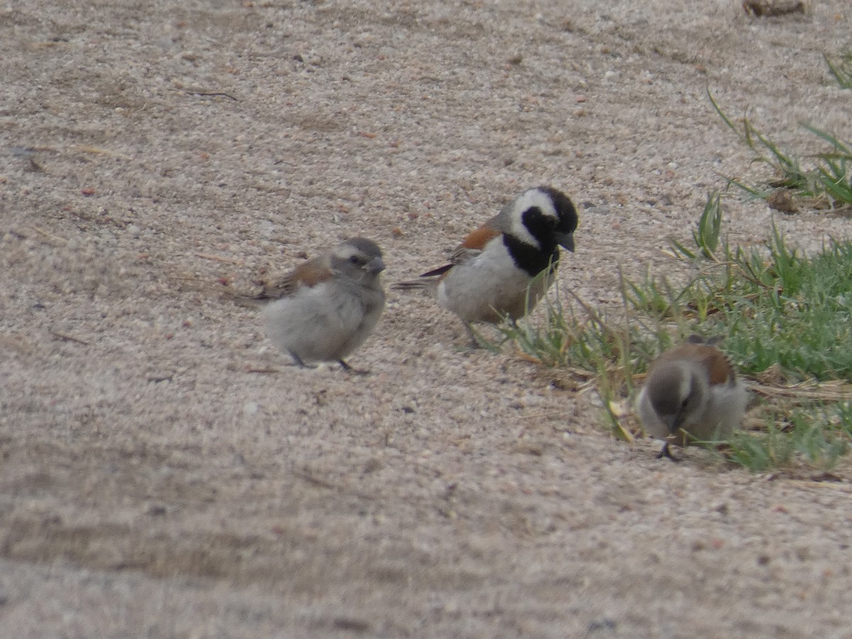 Cape Sparrow - ML636411004