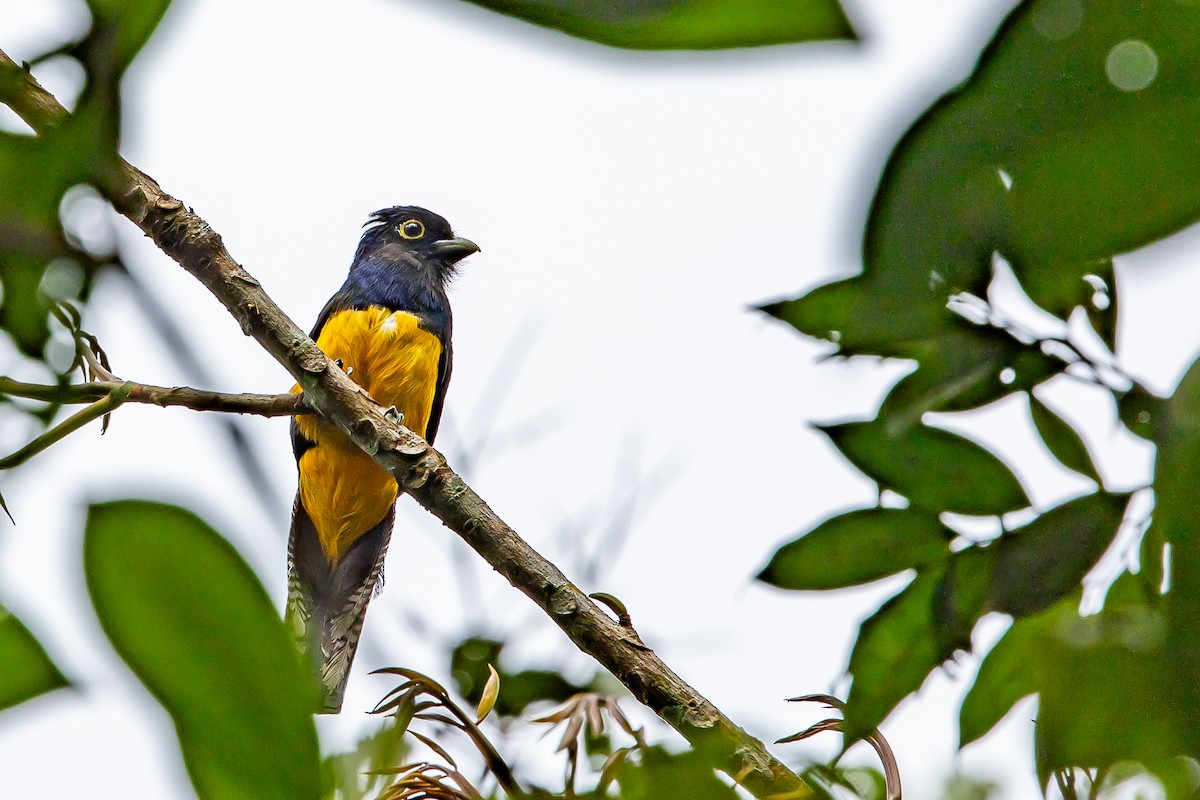 Amazonian Trogon - ML636411005