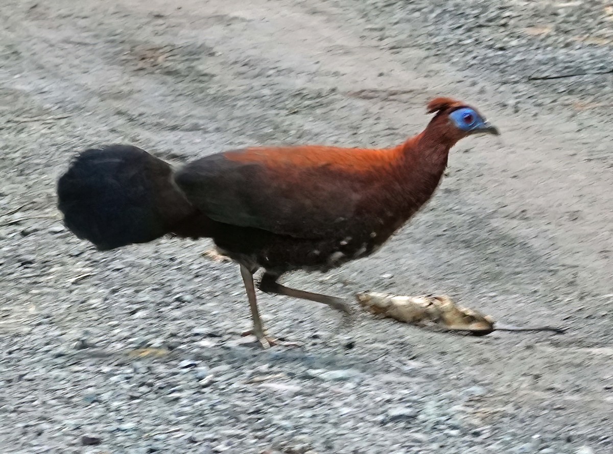 Bornean Crested Fireback - ML636411026