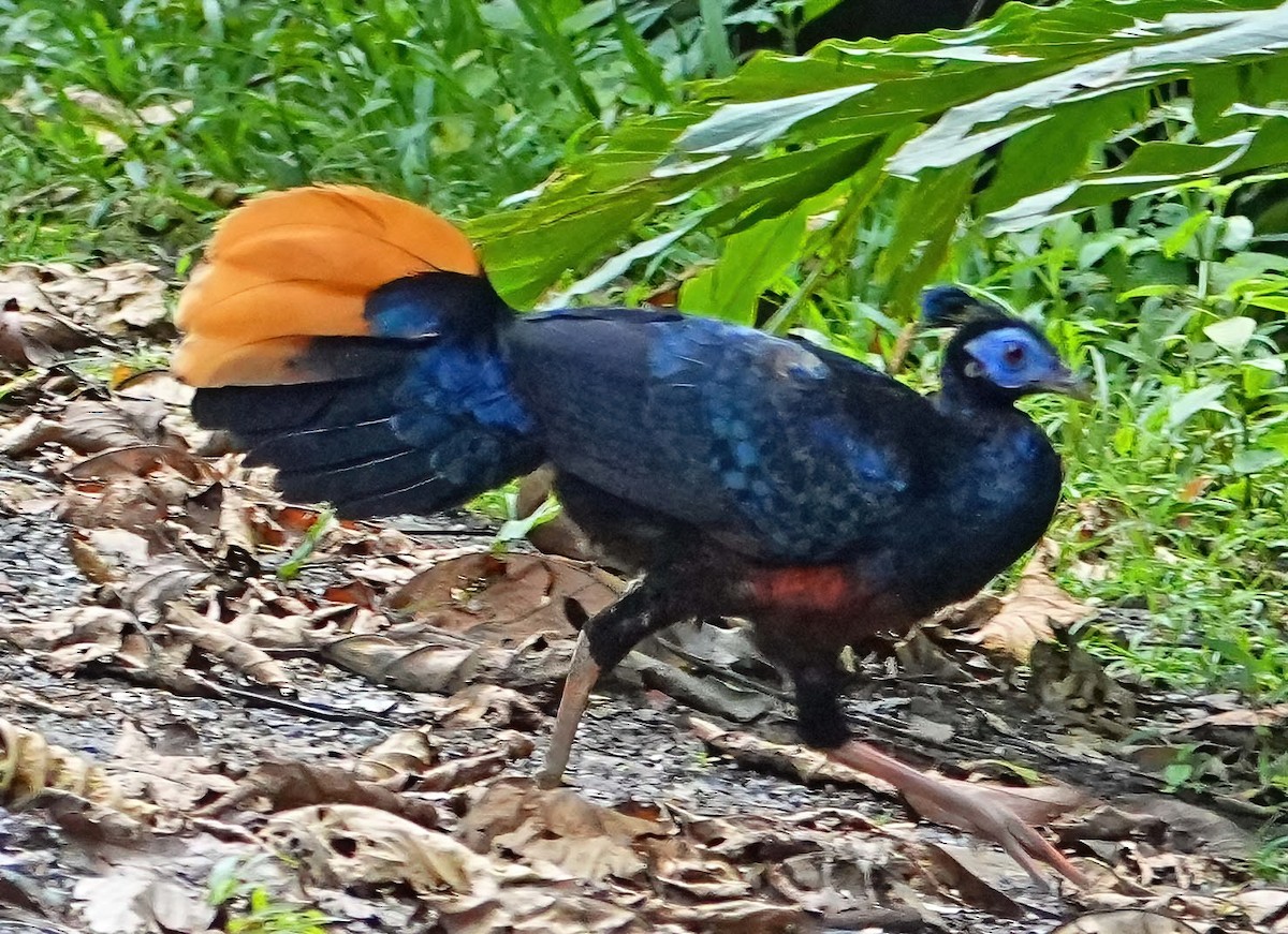 Bornean Crested Fireback - ML636411034