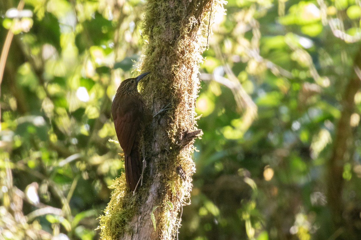 Strong-billed Woodcreeper - ML636411051