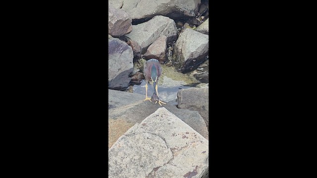 Little Blue Heron - ML636411052