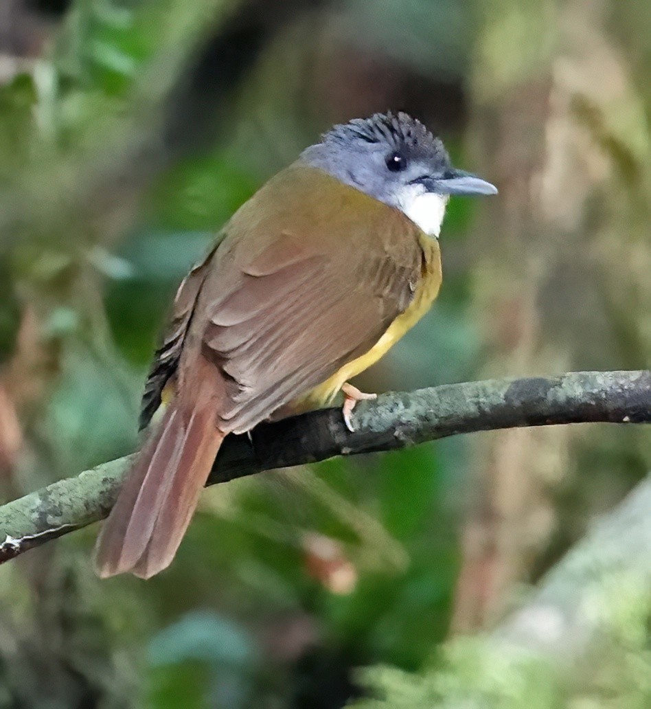 Yellow-bellied Bulbul - ML636411053