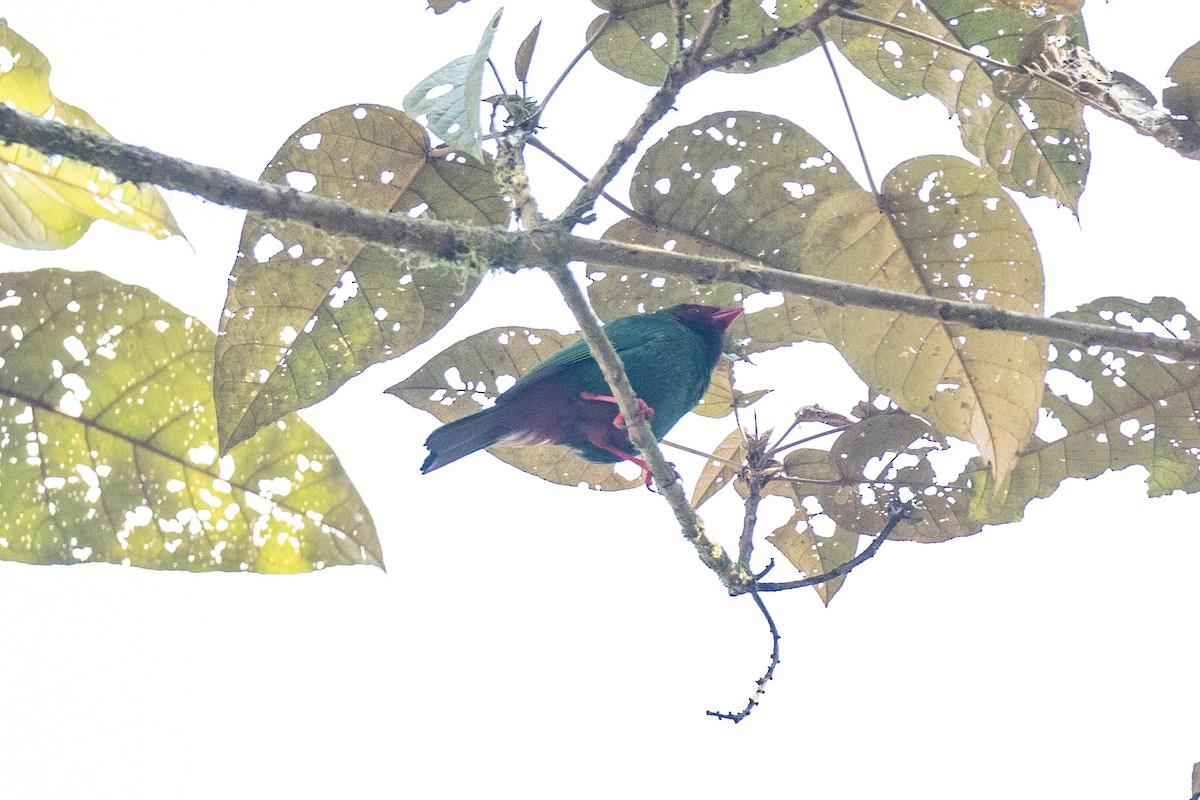 Grass-green Tanager - ML636411135