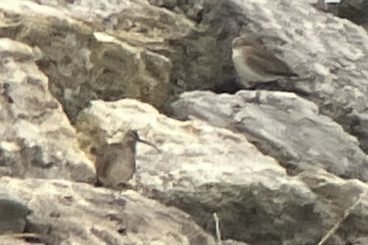 Whimbrel (Hudsonian) - ML636411147