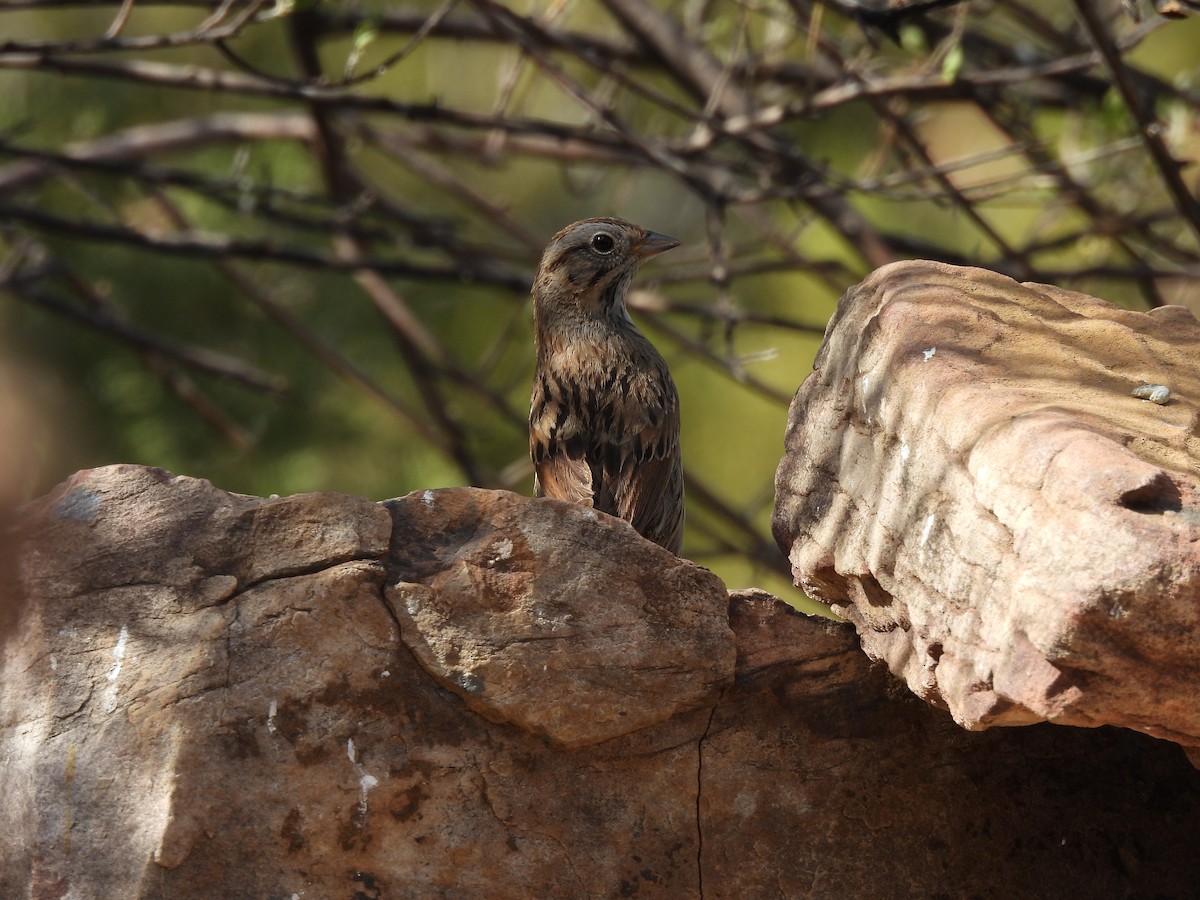 Lincoln's Sparrow - ML636411173