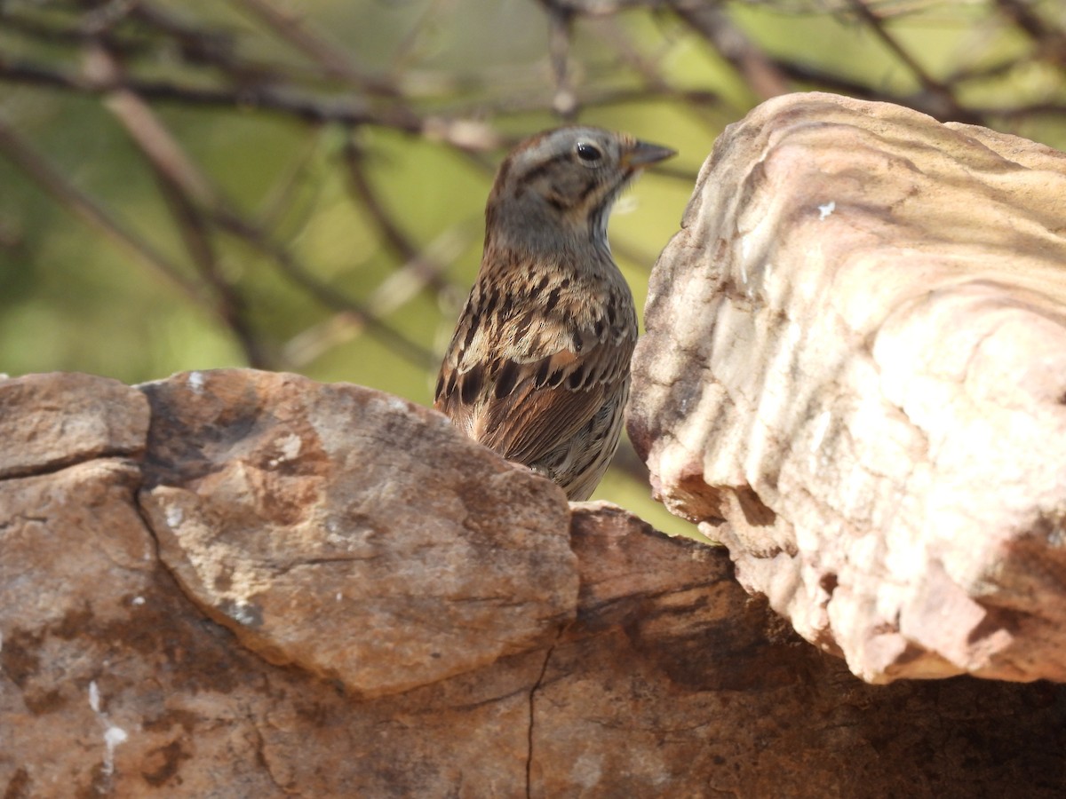 Lincoln's Sparrow - ML636411174
