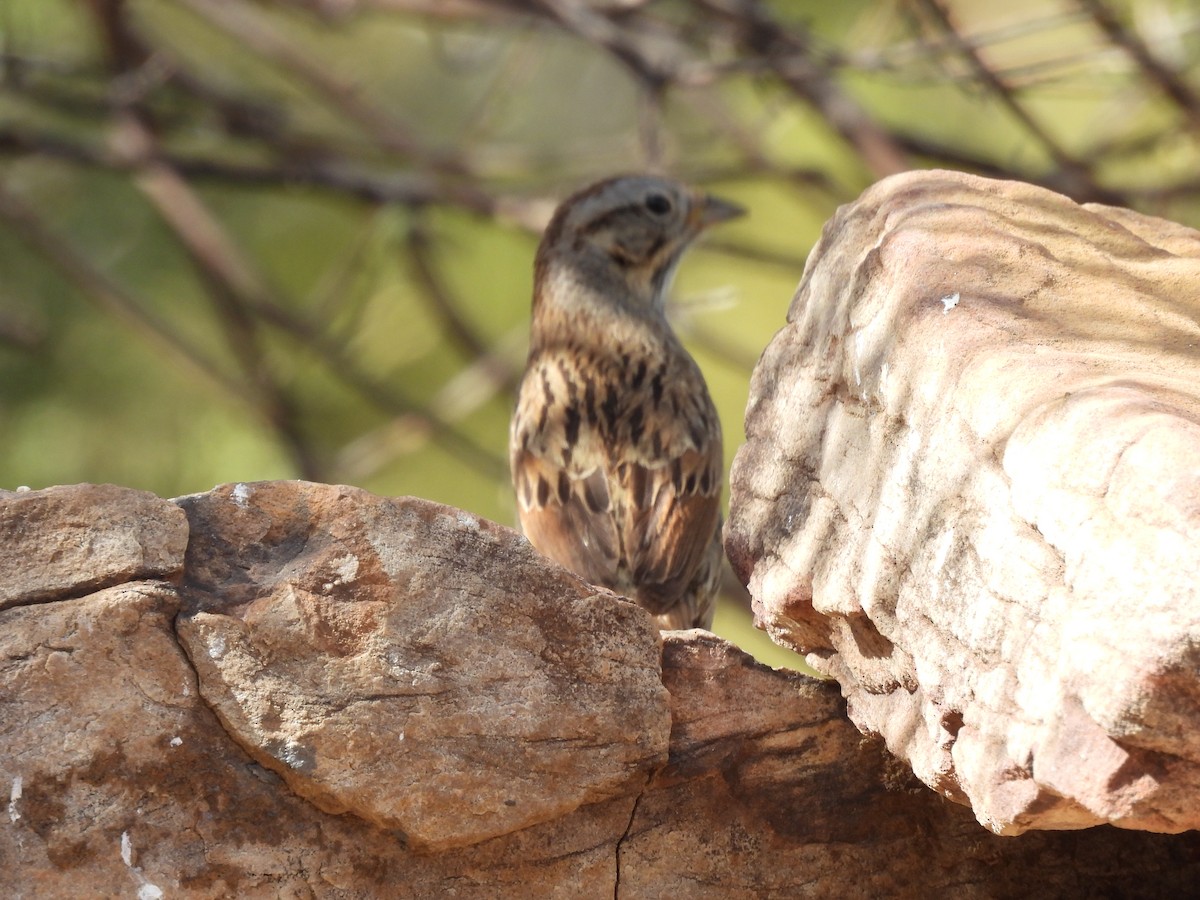 Lincoln's Sparrow - ML636411175