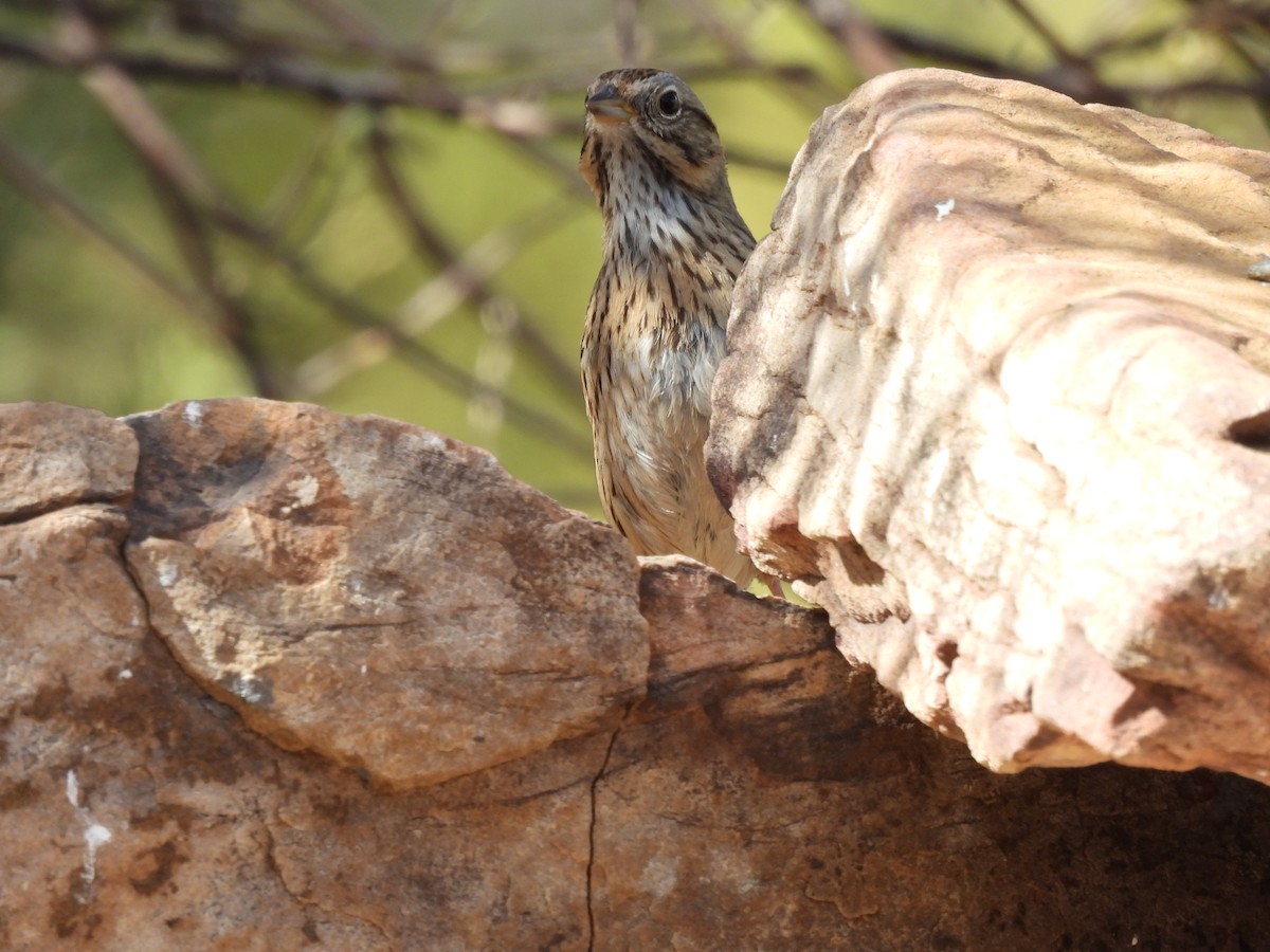 Lincoln's Sparrow - ML636411176