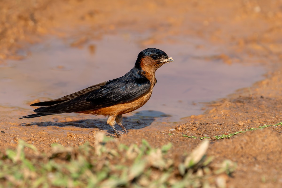 Sri Lanka Swallow - ML636411259