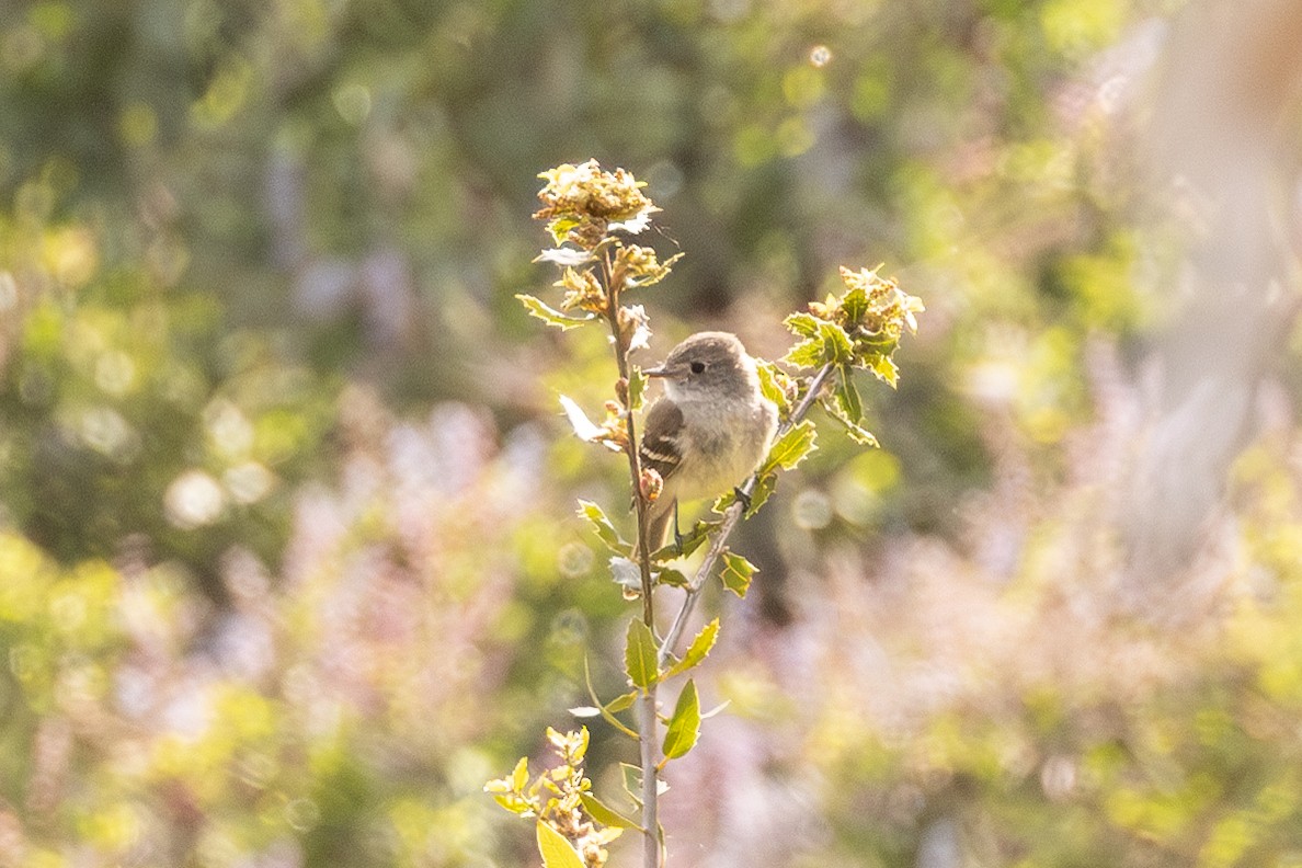 Buschland-Schnäppertyrann - ML636411272