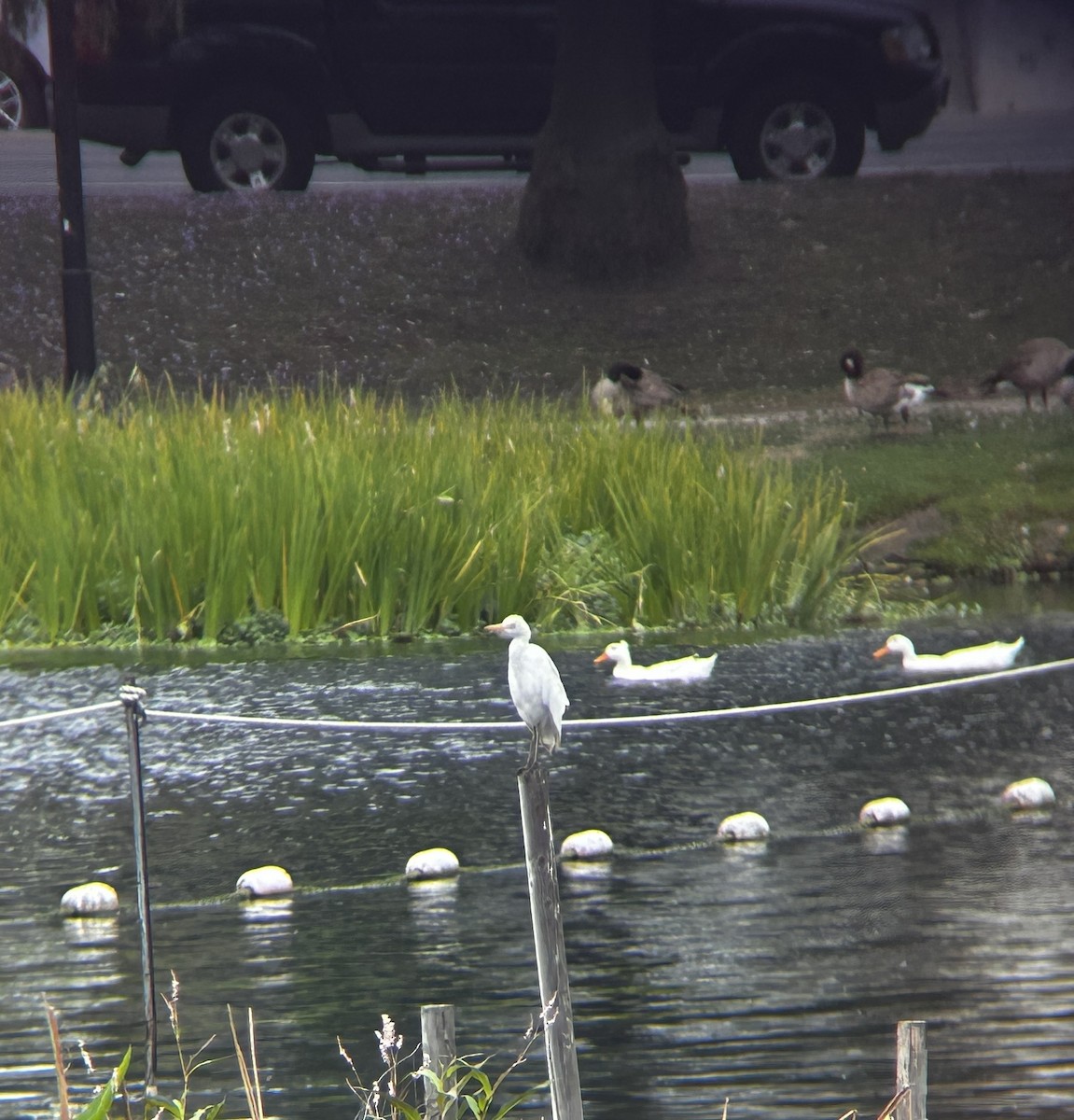 Western Cattle-Egret - ML636411274