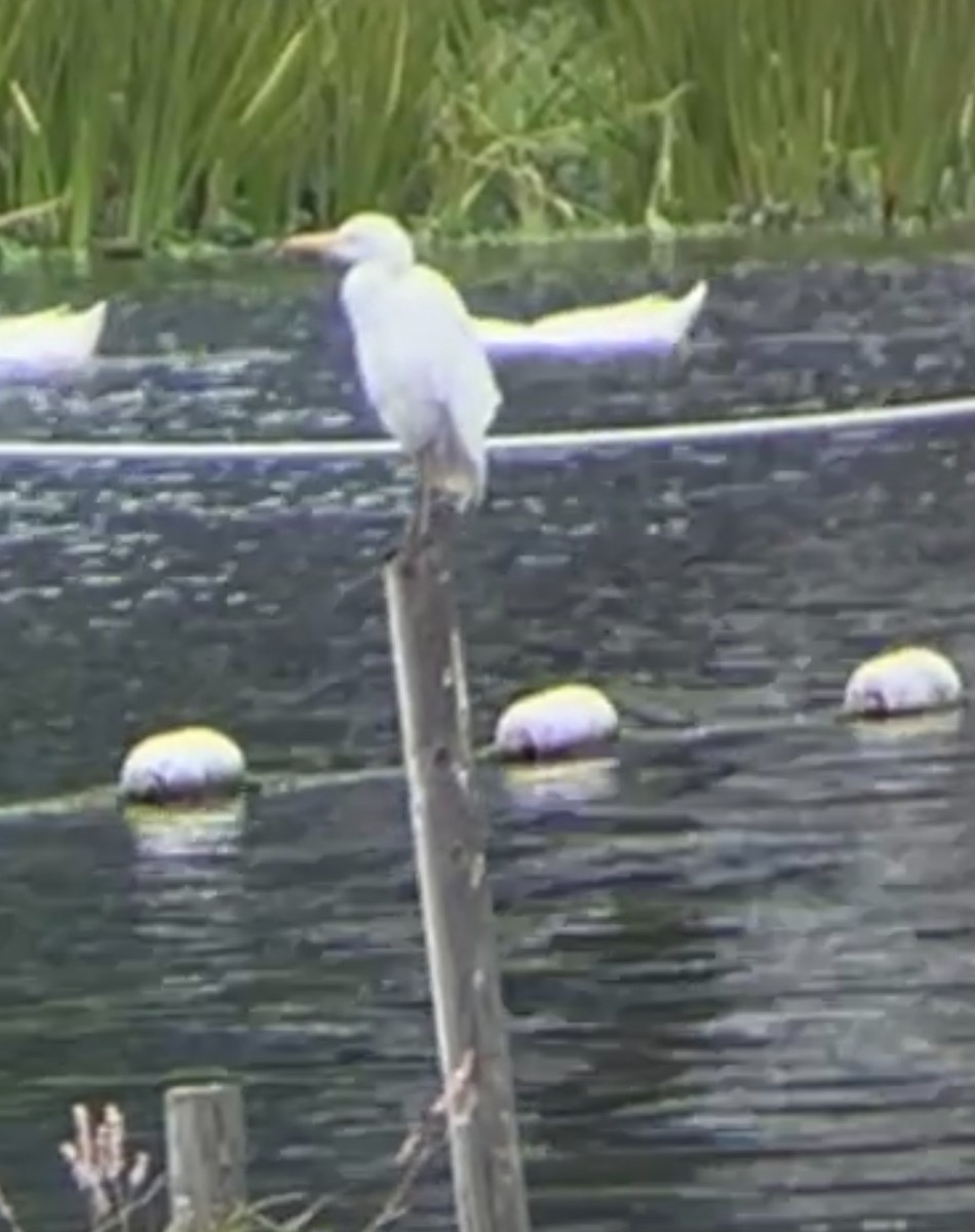 Western Cattle-Egret - ML636411275