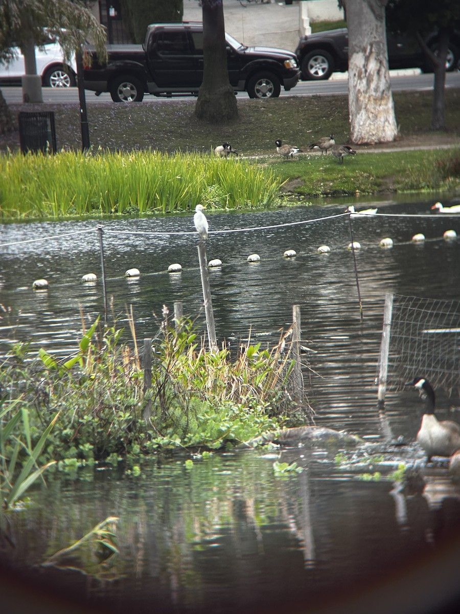 Western Cattle-Egret - ML636411276