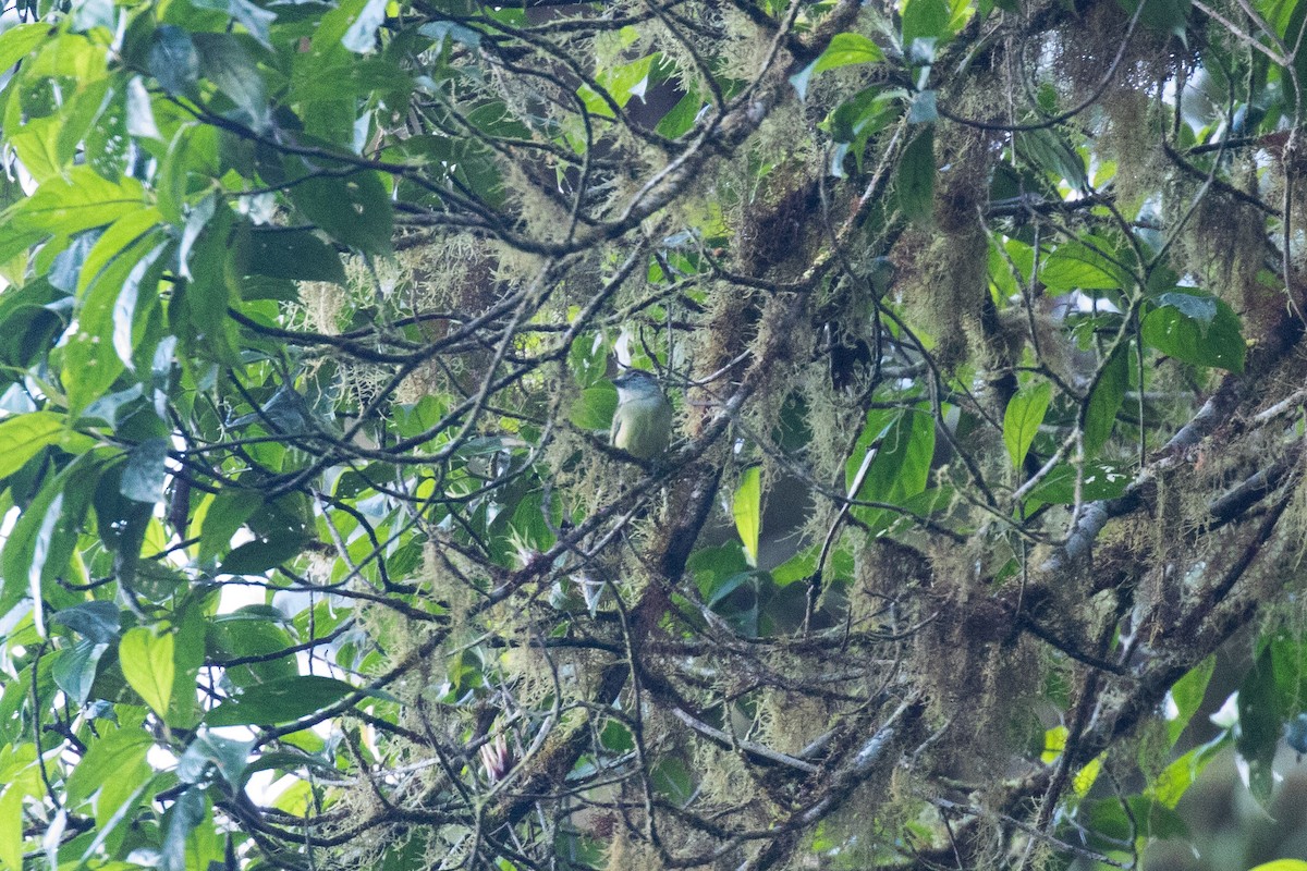 Barred Becard - ML636411291