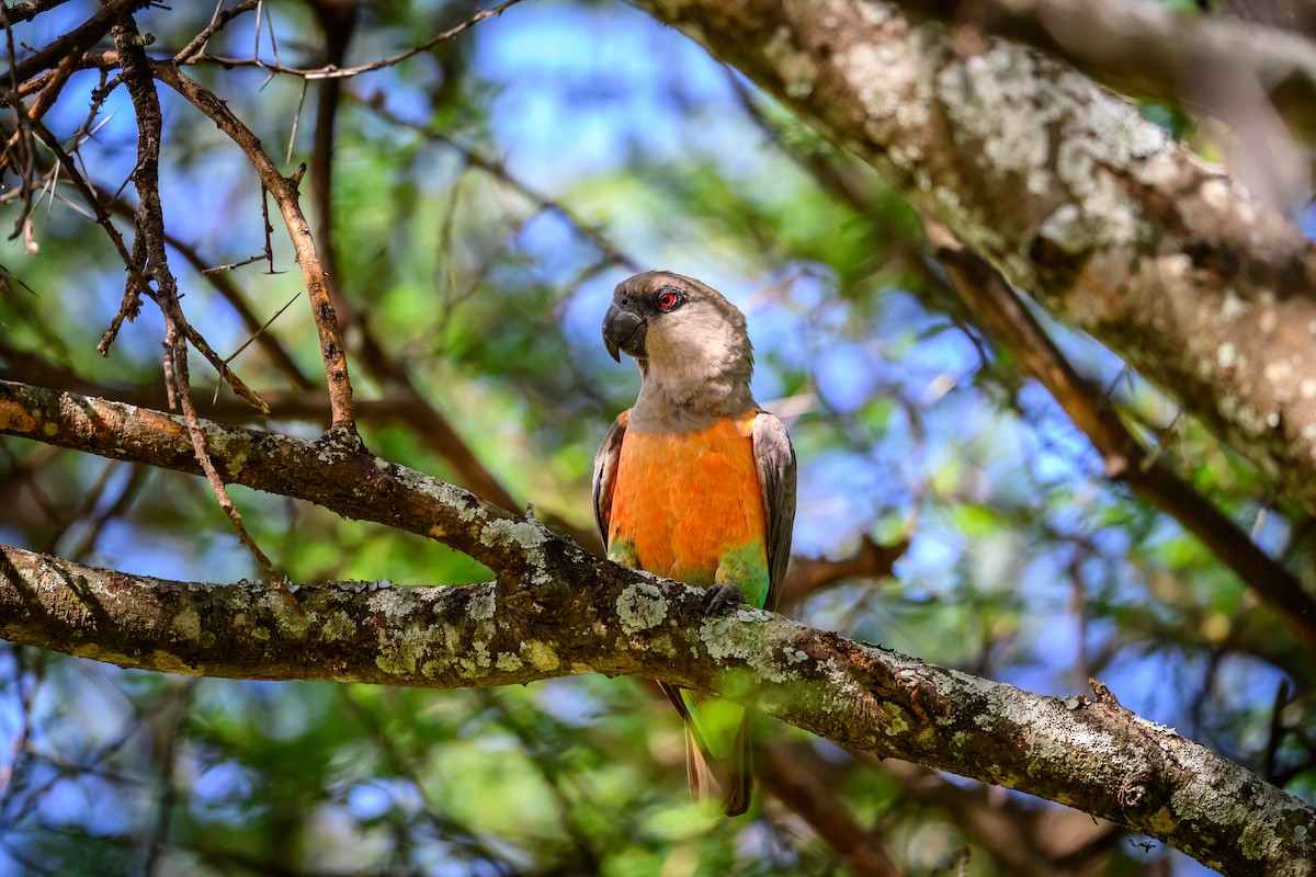 Red-bellied Parrot - ML636411300