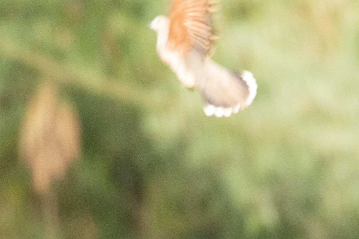 White-tipped Dove - ML636411333
