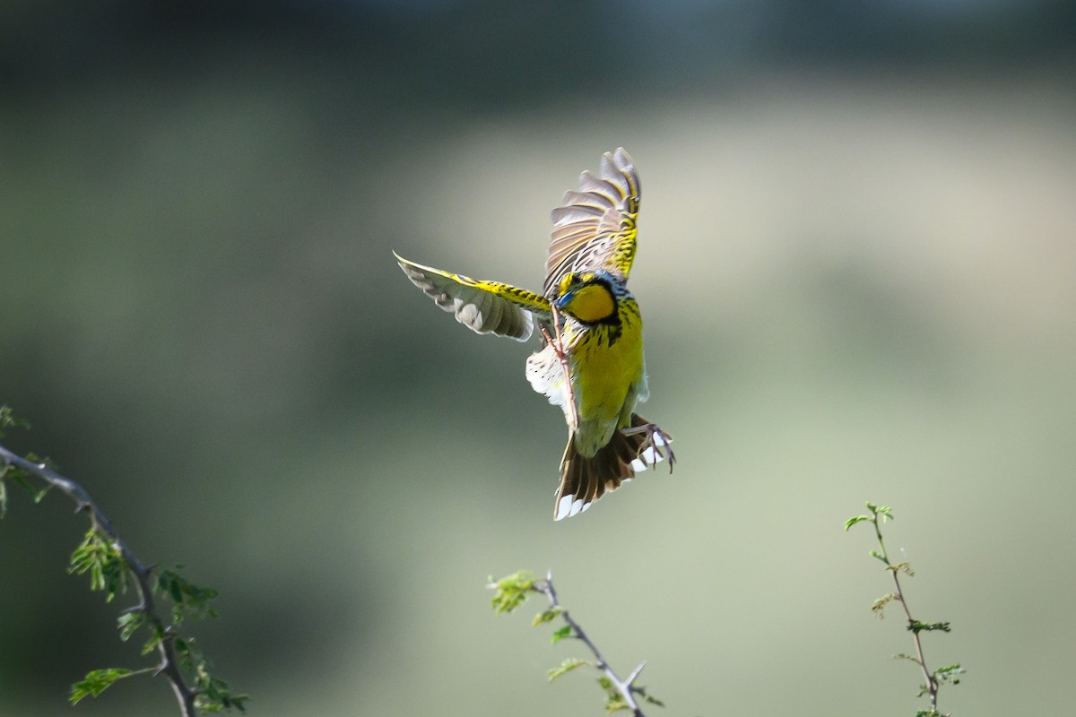 Pangani Longclaw - ML636411343