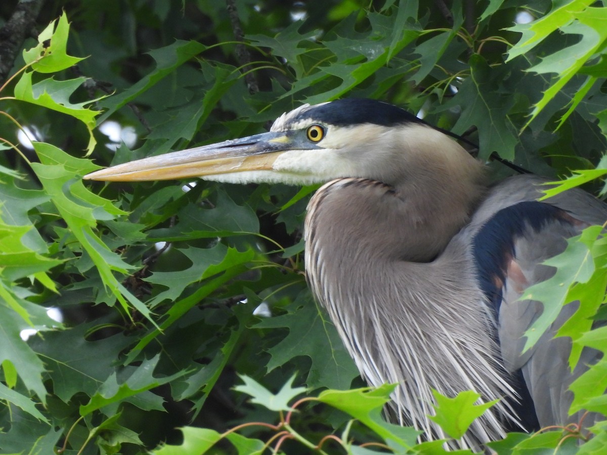 Great Blue Heron (Great Blue) - ML636411372
