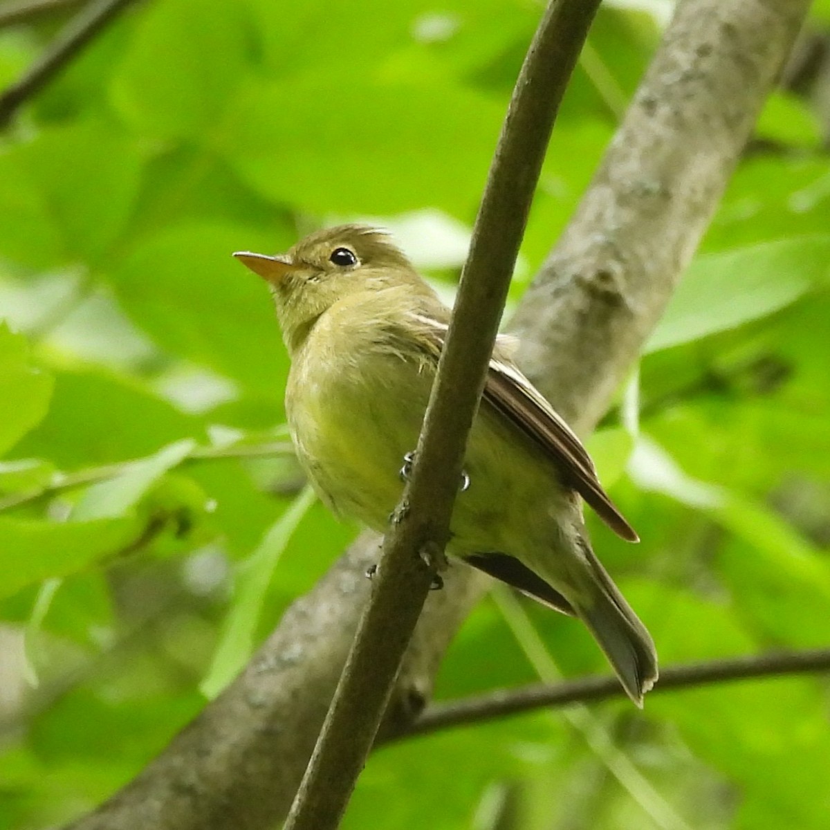Yellow-bellied Flycatcher - ML636411391