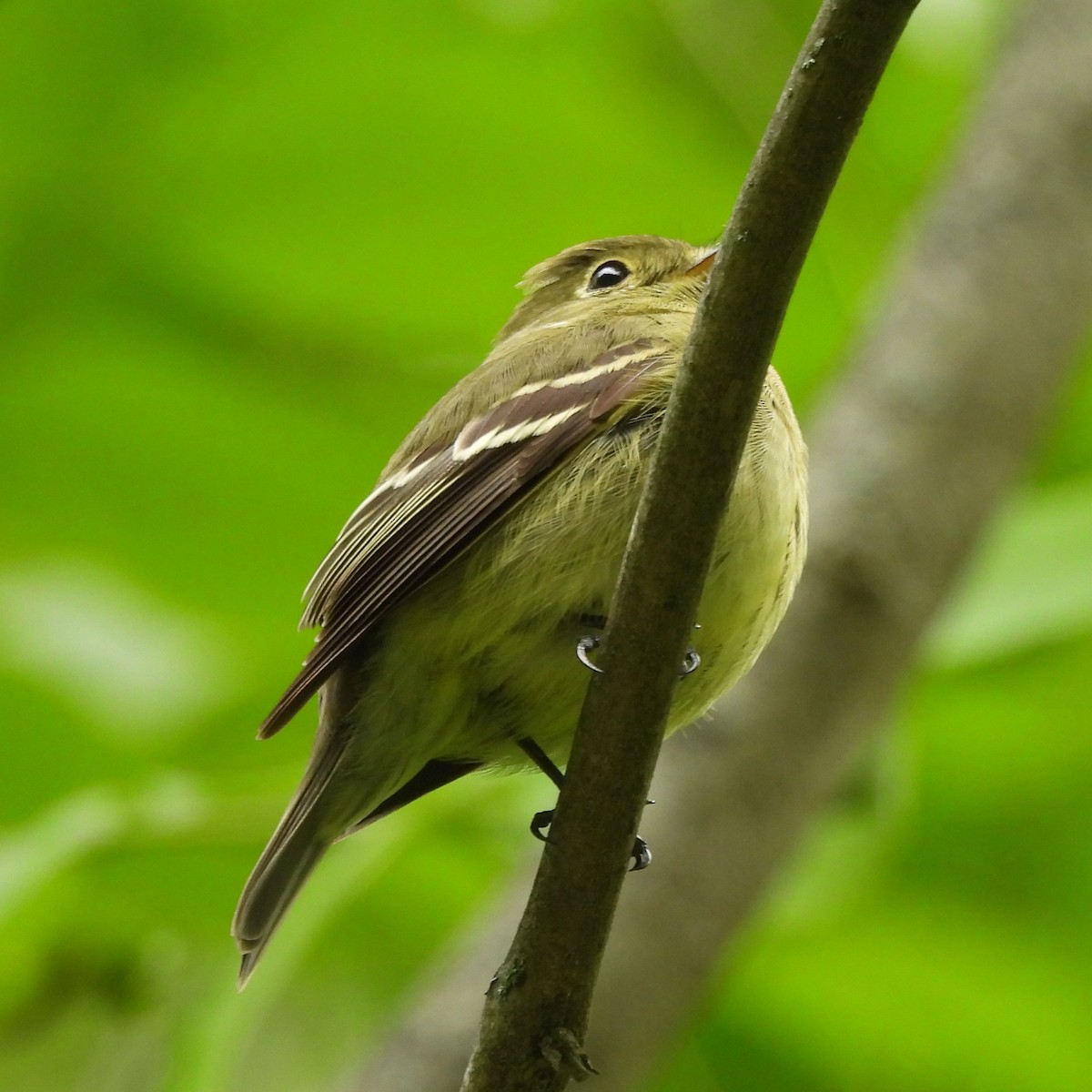 Yellow-bellied Flycatcher - ML636411406