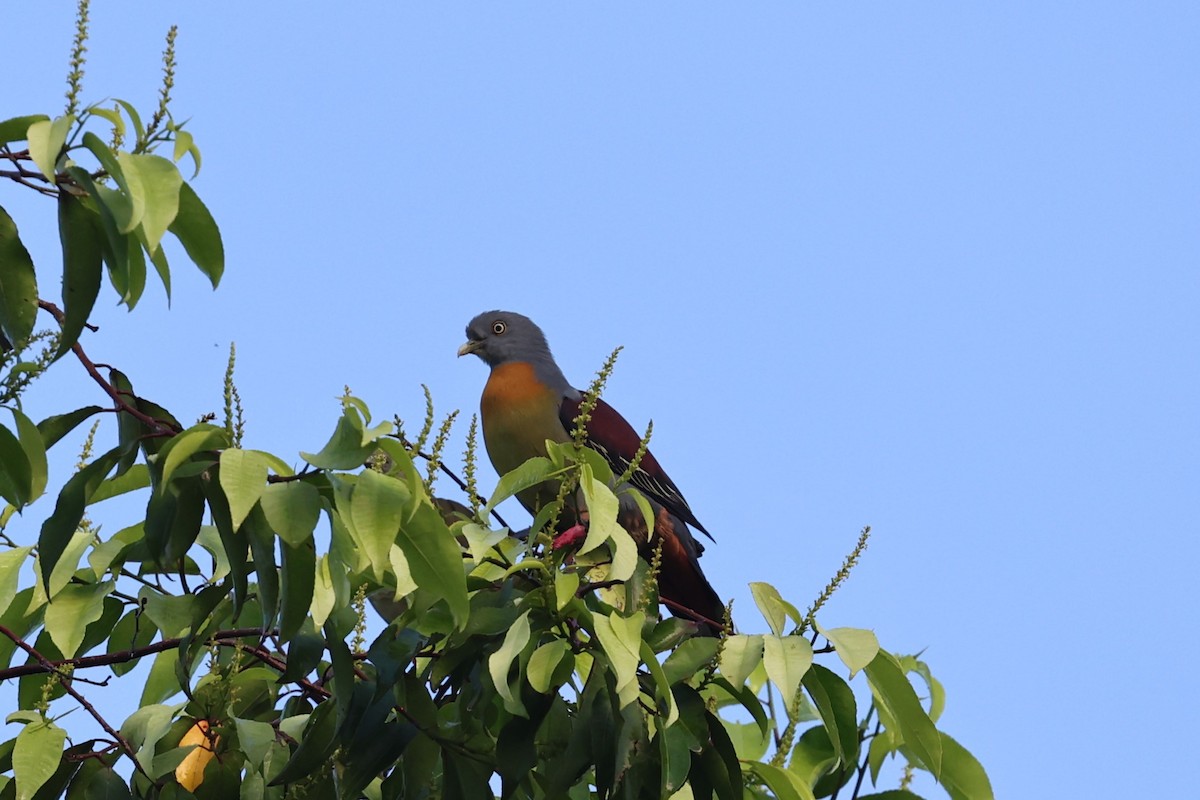 Little Green-Pigeon - ML636411493