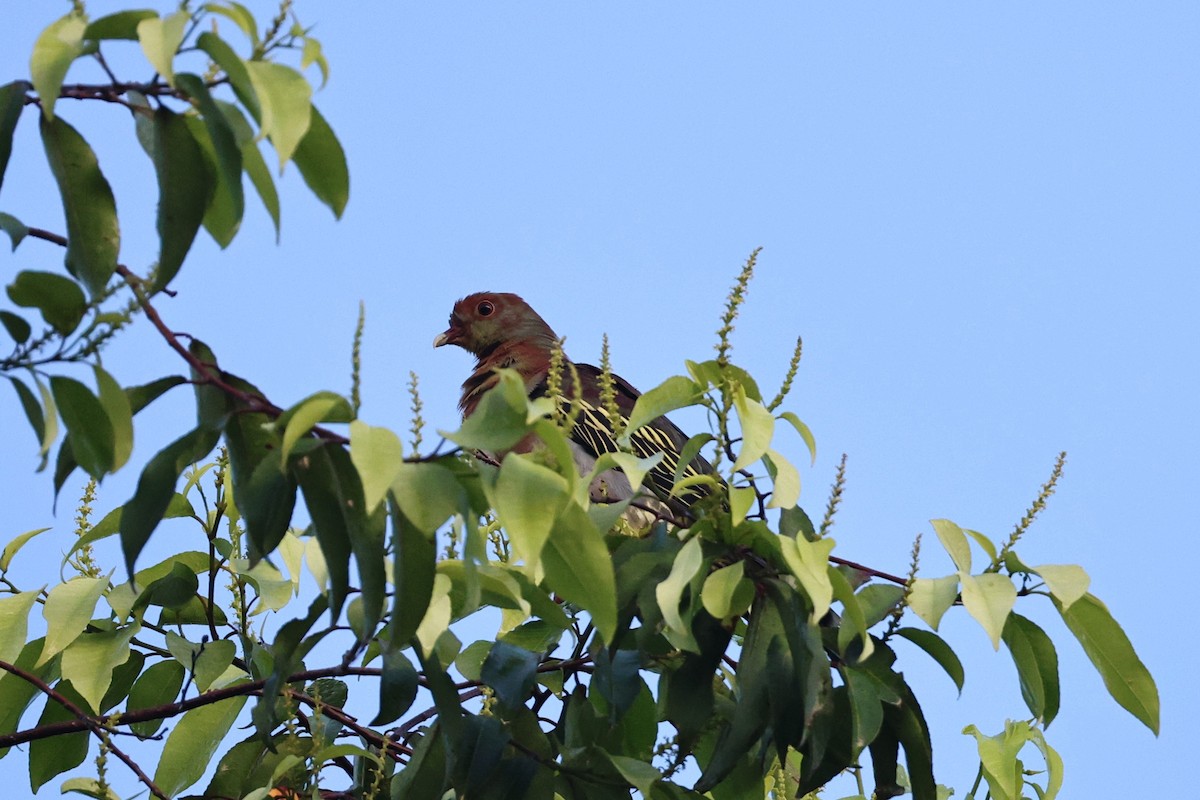 Cinnamon-headed Green-Pigeon - ML636411513