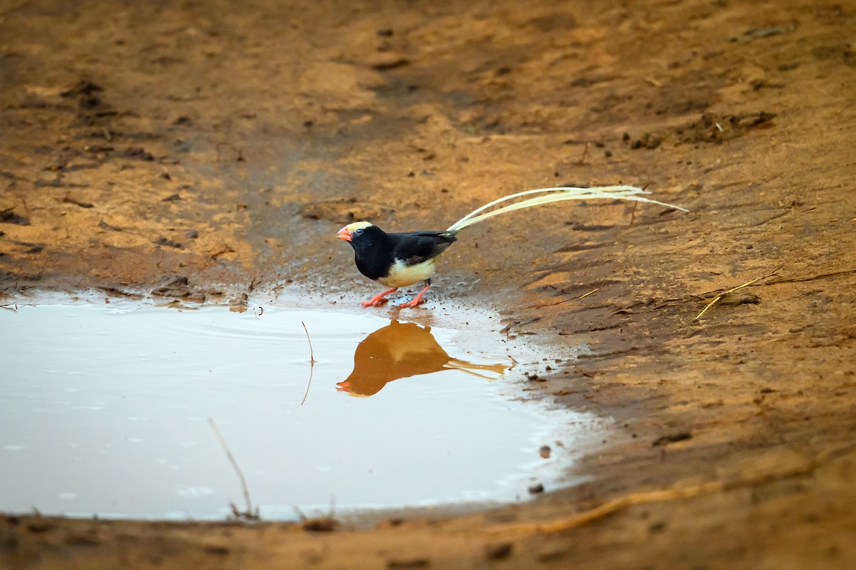 Straw-tailed Whydah - ML636411601